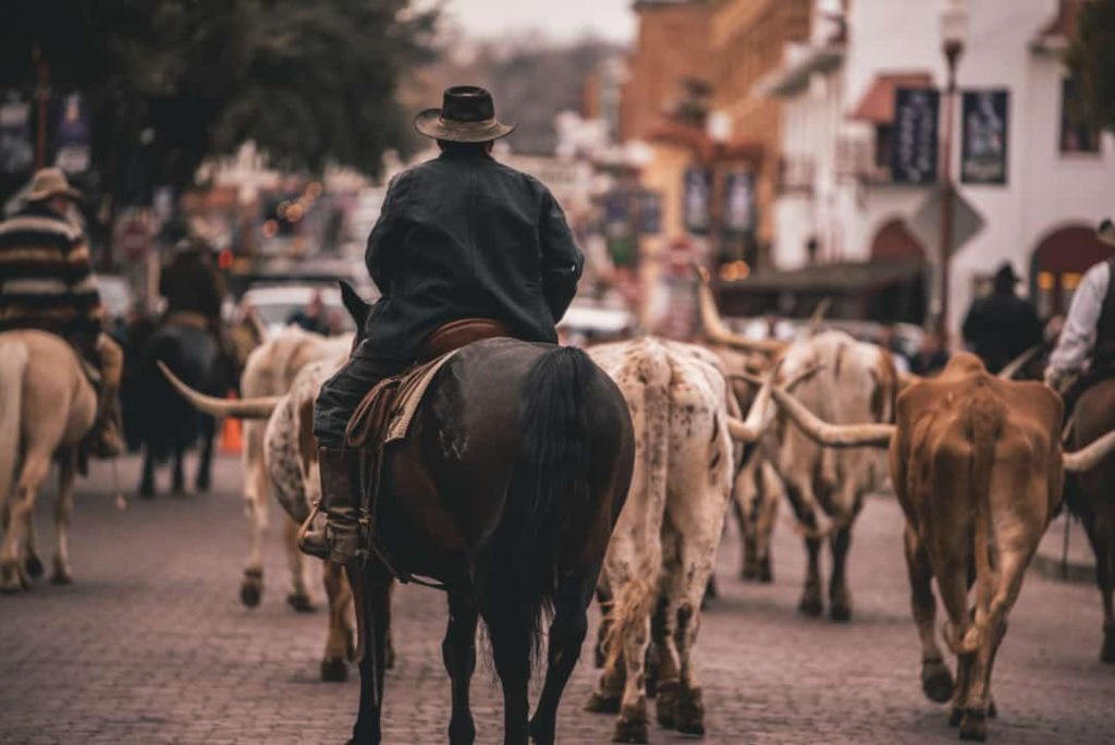 Cowboy te paard rijdt achter een kudde longhorn runderen over een straat met historische gebouwen op de achtergrond