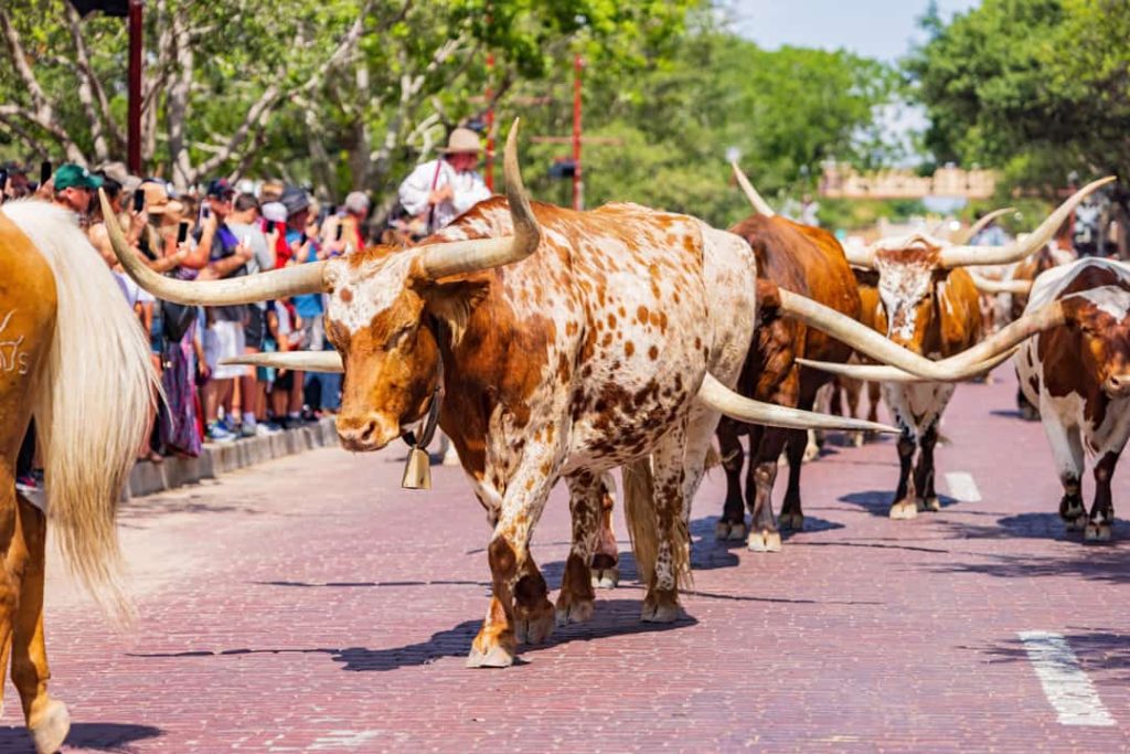 Kudde longhorn runderen met lange horens loopt over een bakstenen straat langs toeschouwers in Stockyards City, Oklahoma