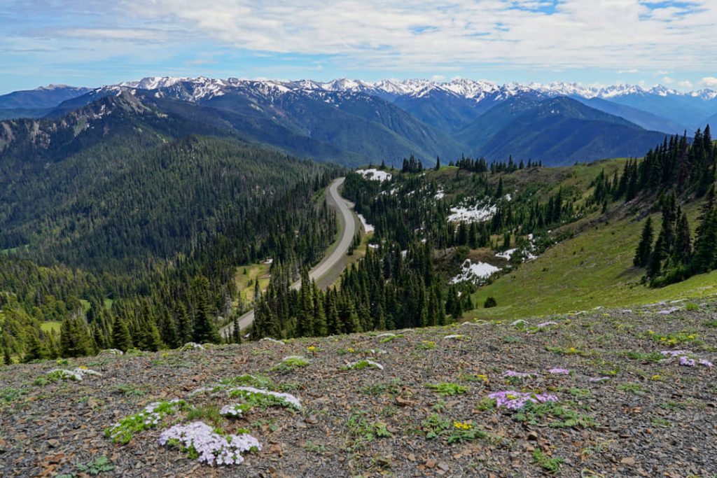 Kronkelende weg door groene bergweiden met besneeuwde bergtoppen op de achtergrond, gezien vanaf Hurricane Ridge in Olympic National Park