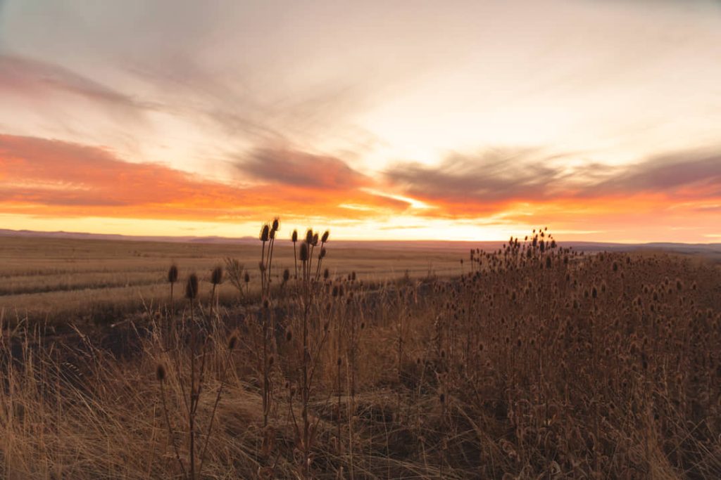 Silhouet van droge distels en gras tegen een gloeiende oranje en roze avondlucht boven een uitgestrekte vlakte
