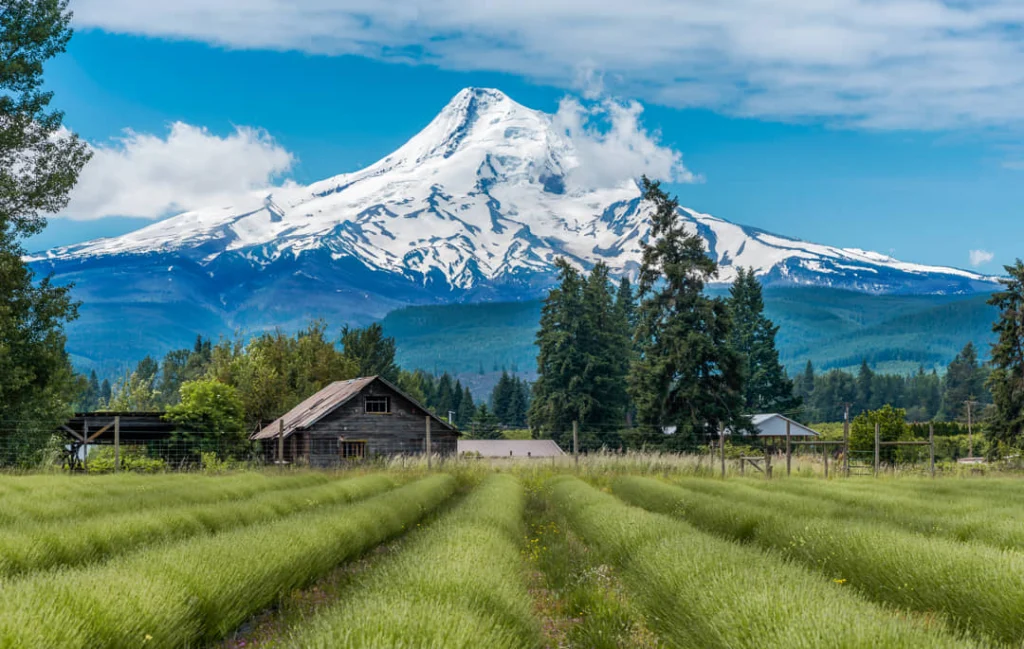 Een besneeuwde vulkaan rijst op boven een houten schuur en rijen groene lavendelplanten in Oregon