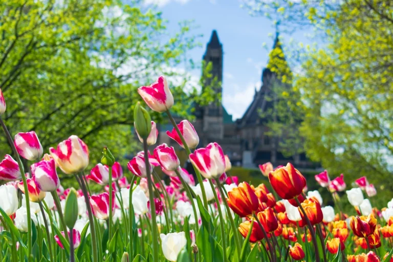 Roze, witte en oranje tulpen op de voorgrond met een wazige parlementstoren van Ottawa op de achtergrond