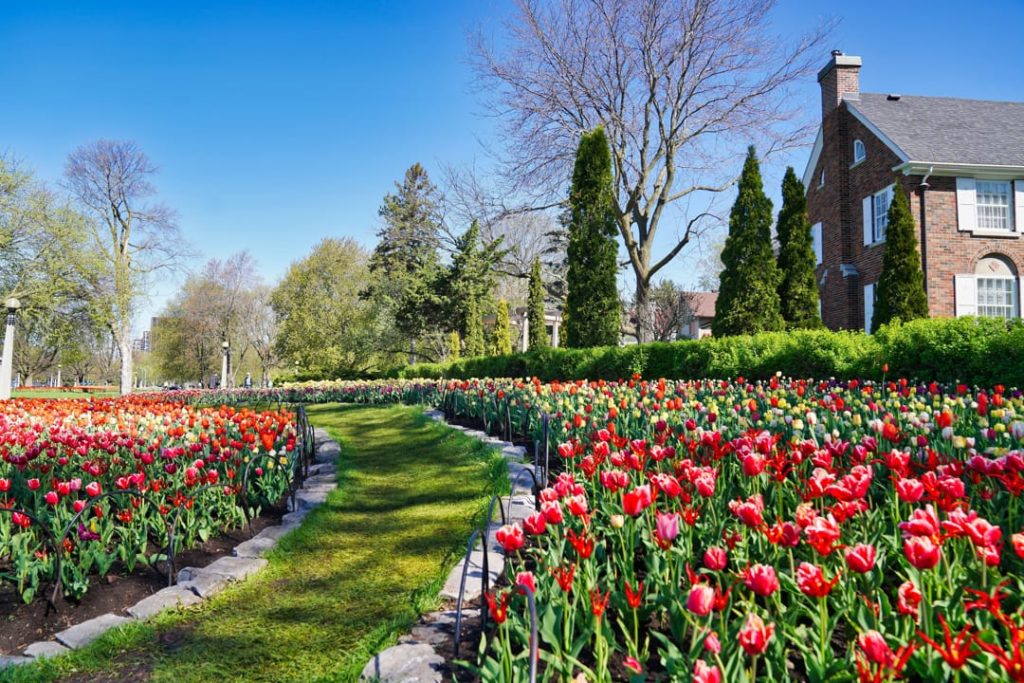 Rijen rode en roze tulpen langs een grasveld bij een bakstenen huis met kale bomen in Ottawa
