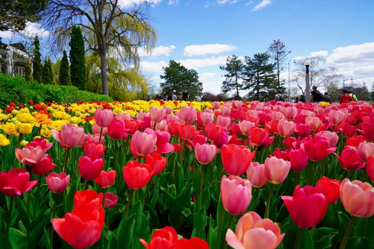 Groot bloemperk met rode, roze en gele tulpen in een park in Ottawa, met wandelaars en bomen op de achtergrond