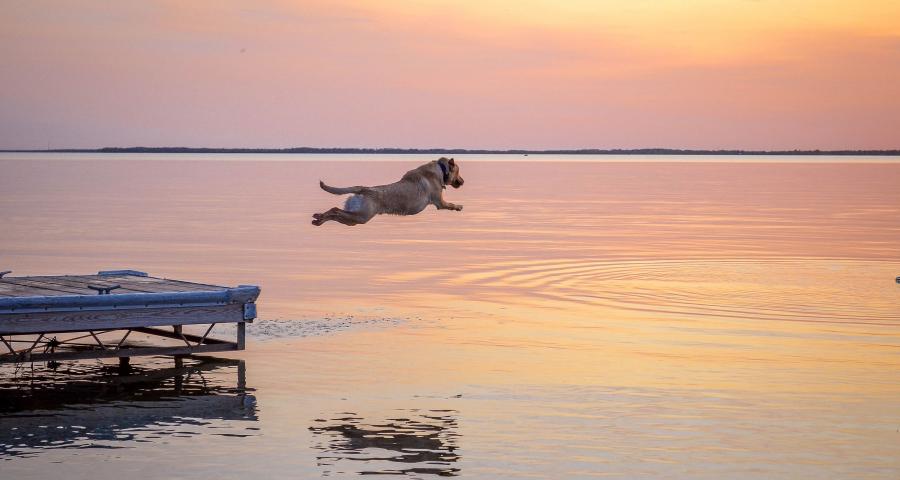 Hond springt vanaf een steiger het water van Ottertail Lake in, bij een roze zonsondergang