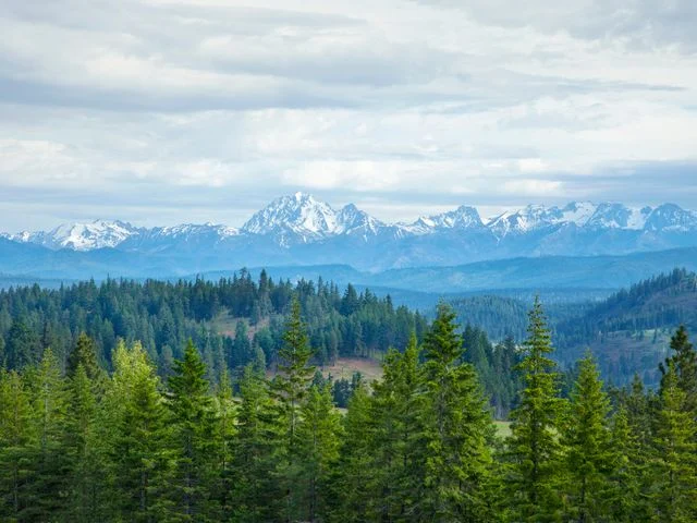 Uitzicht over een groen dennenbos naar een besneeuwde bergketen onder een bewolkte lucht in de Pacific Northwest