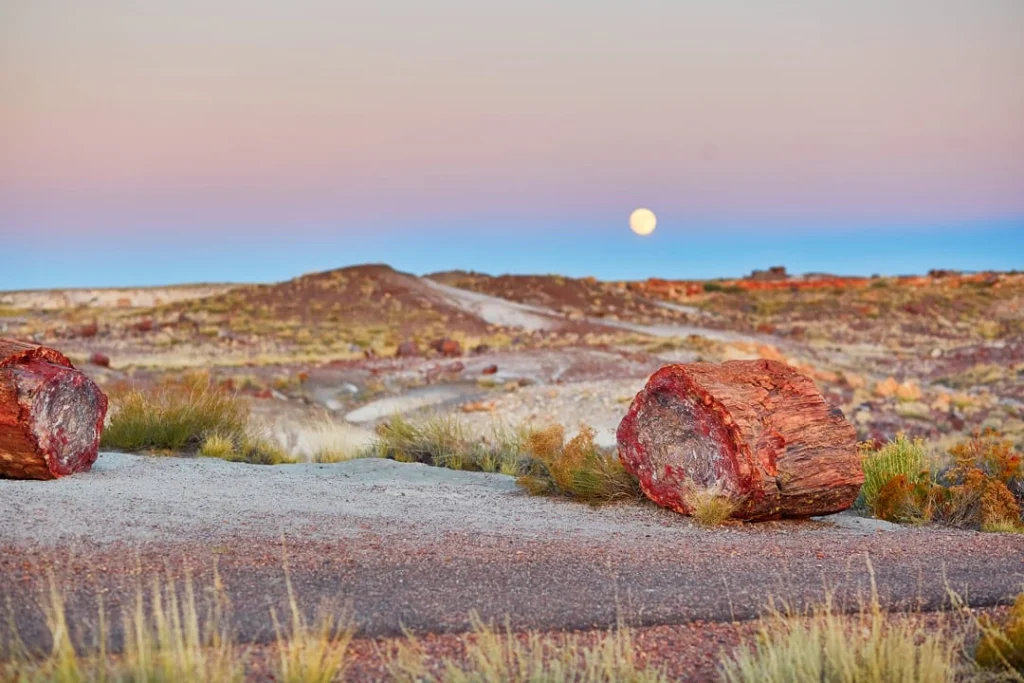 Twee versteende boomstammen langs een pad in de woestijn met een volle maan die opkomt in de schemering