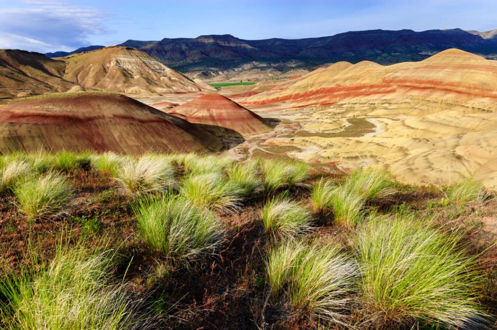 Pluimen wild gras op de voorgrond met daarachter de rood en okergele gestreepte heuvels van Painted Hills