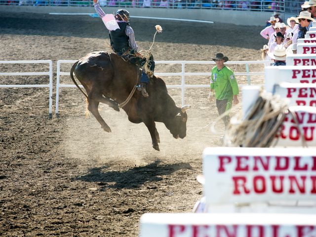 Cowboy houdt zich vast op een wild bokkende stier in de arena tijdens de Pendleton Round-Up met opwaaiend stof