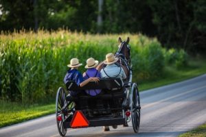 Paard met een zwarte koets rijdt over een landweg langs een hoog maisveld, met drie Amish personen met strohoeden op de bank