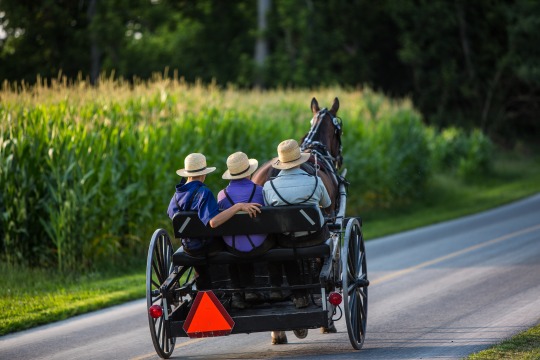 Paard met een zwarte koets rijdt over een landweg langs een hoog maisveld, met drie Amish personen met strohoeden op de bank