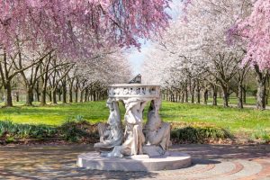 Klassieke stenen fontein met beelden omringd door een laan vol roze bloeiende kersenbomen in een park