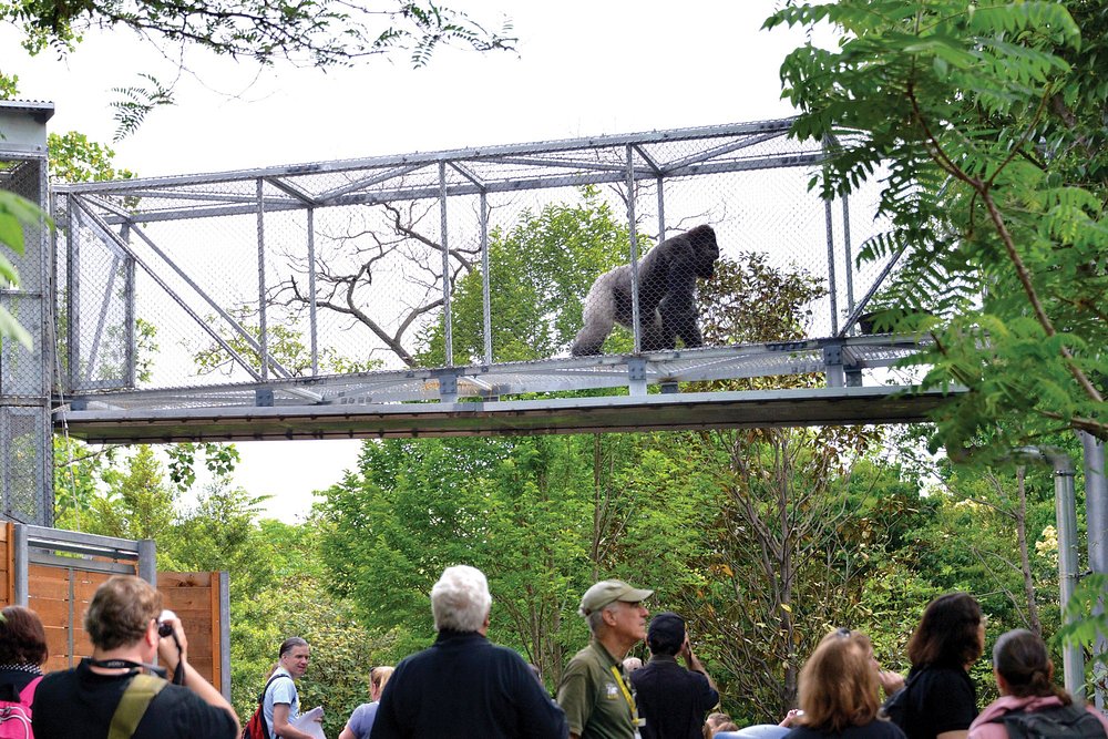 Gorilla loopt over een verhoogde glazen loopbrug tussen bomen terwijl bezoekers vanaf de grond toekijken