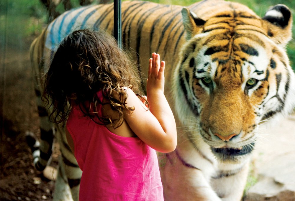 Klein meisje met haar hand tegen het glas kijkt naar een tijger die vlak voor haar zit in de dierentuin