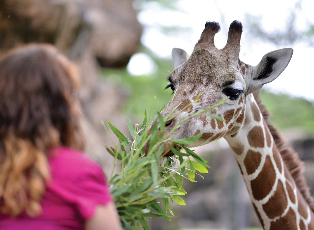 Close-up van een giraffe die bladeren eet uit de hand van een meisje in rood shirt in de dierentuin