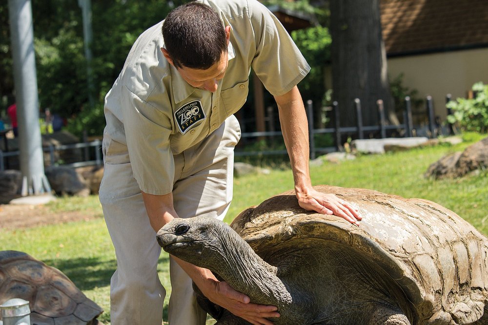 Dierenverzorger in uniform buigt zich voorover om een grote reuzenschildpad op het gras te aaien