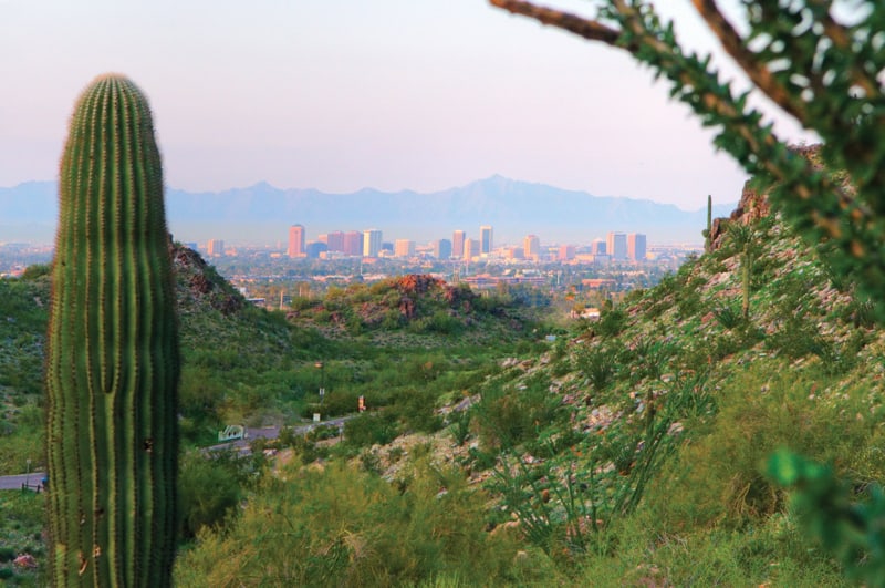 Saguaro cactus op de voorgrond met een wandelpad door groene heuvels en de wolkenkrabbers van Phoenix in de verte onder een lichte lucht