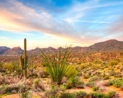 Sonorawoestijn met een ocotillo struik en saguaro cactussen op de voorgrond en glooiende bergen op de achtergrond bij zonsondergang