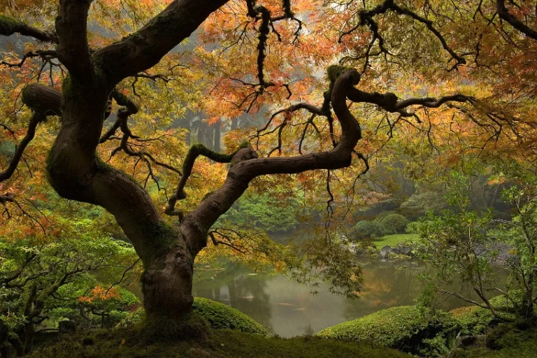 Kronkelende takken van een Japanse esdoorn met oranje en gele herfstbladeren boven een rustige vijver in de Portland Japanese Garden