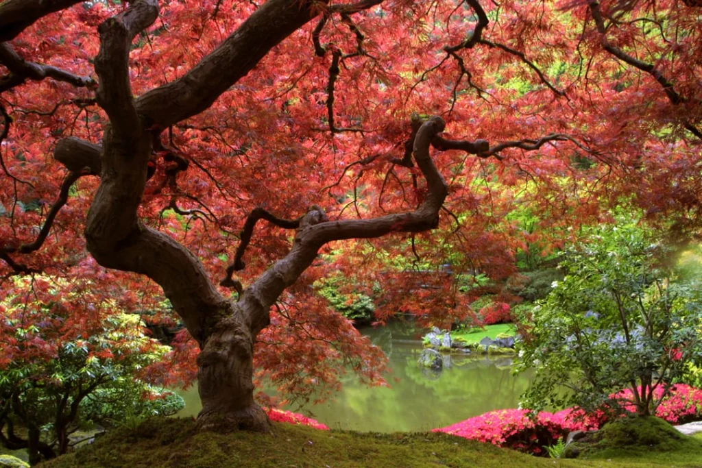 Knoestige rode Japanse esdoorn boven een groene vijver, omringd door weelderige beplanting in de Japanse Tuin van Portland