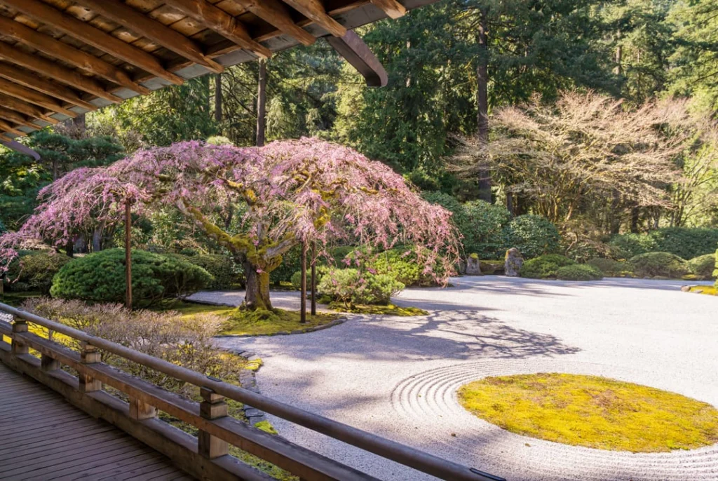 Roze bloeiende boom naast een zorgvuldig geharkte zentuin van grind onder een houten overkapping in de Japanse Tuin van Portland