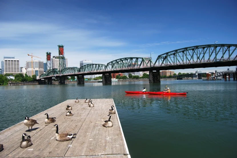Groep ganzen rust op een houten steiger terwijl twee mensen in een rode kano peddelen op de rivier met een ijzeren brug en de skyline van Portland op de achtergrond