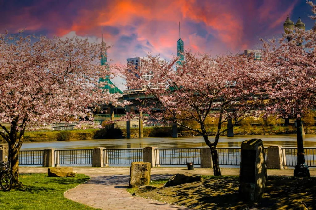 Bloeiende kersenbomen langs een wandelpad aan de oever van de Willamette River, met de skyline van Portland op de achtergrond