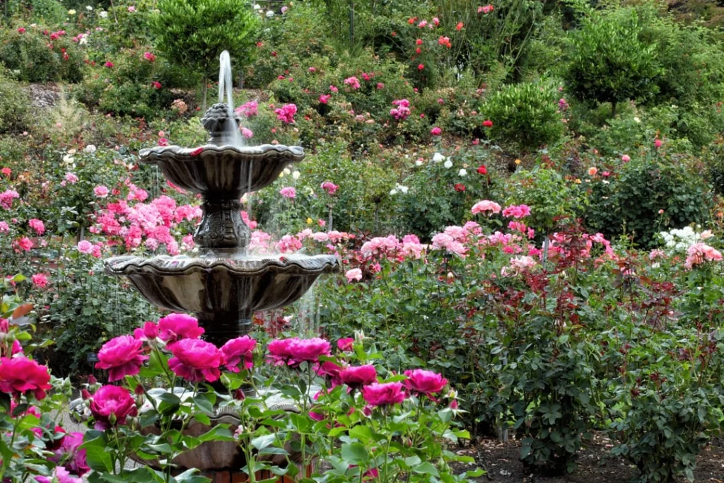 Stenen fontein omringd door felroze en witte rozenstruiken in de Internationale Rozentuin in Washington Park, Portland