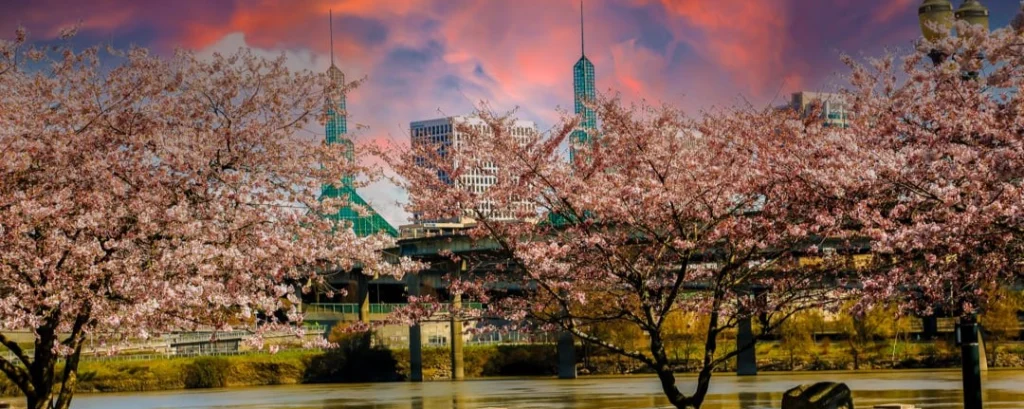 Roze kersenbloesembomen omlijsten de skyline van Portland langs de rivier, met een dramatische oranjerode avondlucht