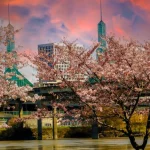 Roze kersenbloesembomen omlijsten de skyline van Portland langs de rivier, met een dramatische oranjerode avondlucht