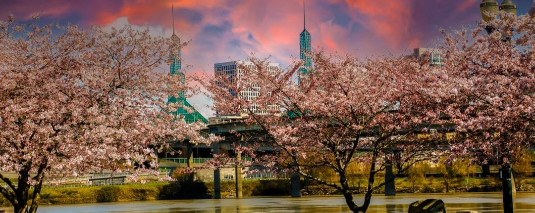 Roze kersenbloesembomen omlijsten de skyline van Portland langs de rivier, met een dramatische oranjerode avondlucht