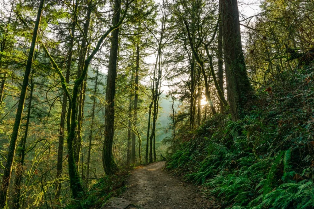 Zonlicht schijnt door hoge dennenbomen op een pad met varens in Forest Park, een groot bosgebied bij Portland
