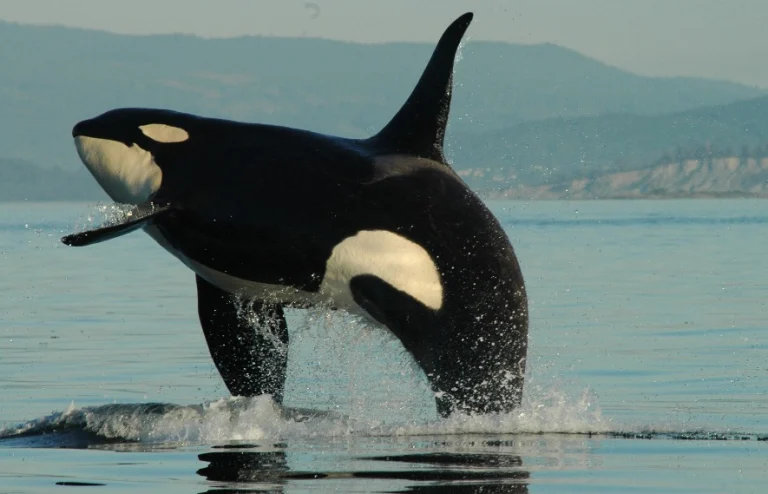 Zwart witte orka springt hoog uit het water met heuvels op de achtergrond bij een walvissafari op Puget Sound in Washington