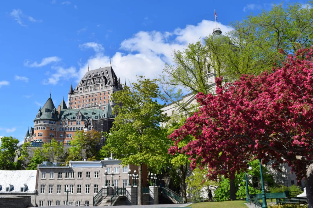 Château Frontenac steekt boven de bomen uit terwijl een roze bloesemboom op de voorgrond in bloei staat in Québec City