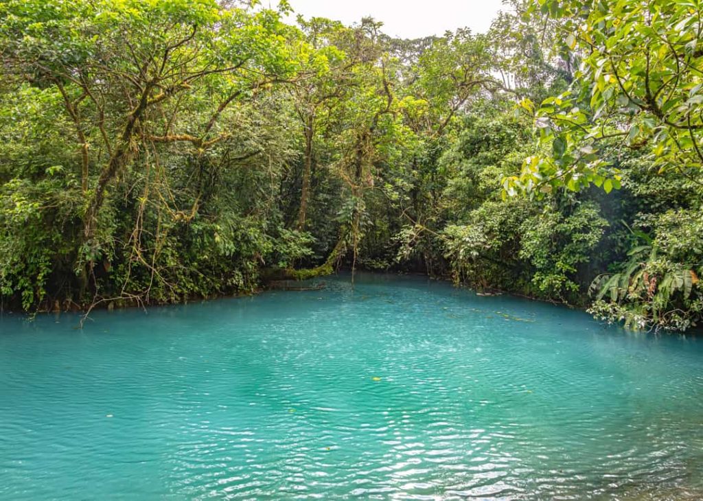 Felturkooize lagune met stilstaand water, omsloten door overhangende bomen en dicht regenwoud bij Rio Celeste in Costa Rica
