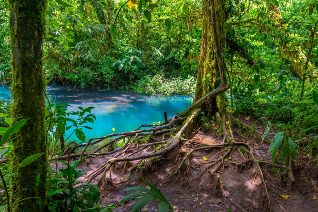 Felturkooize poel omringd door dicht regenwoud, met kronkelende boomwortels op de oever bij Rio Celeste in Costa Rica