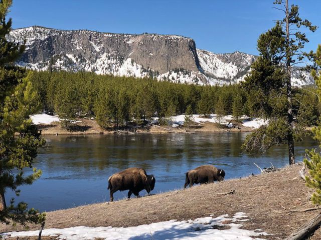 Twee bizons lopen langs de oever van een rivier met besneeuwde bergen en dennenbos op de achtergrond in de Rocky Mountains
