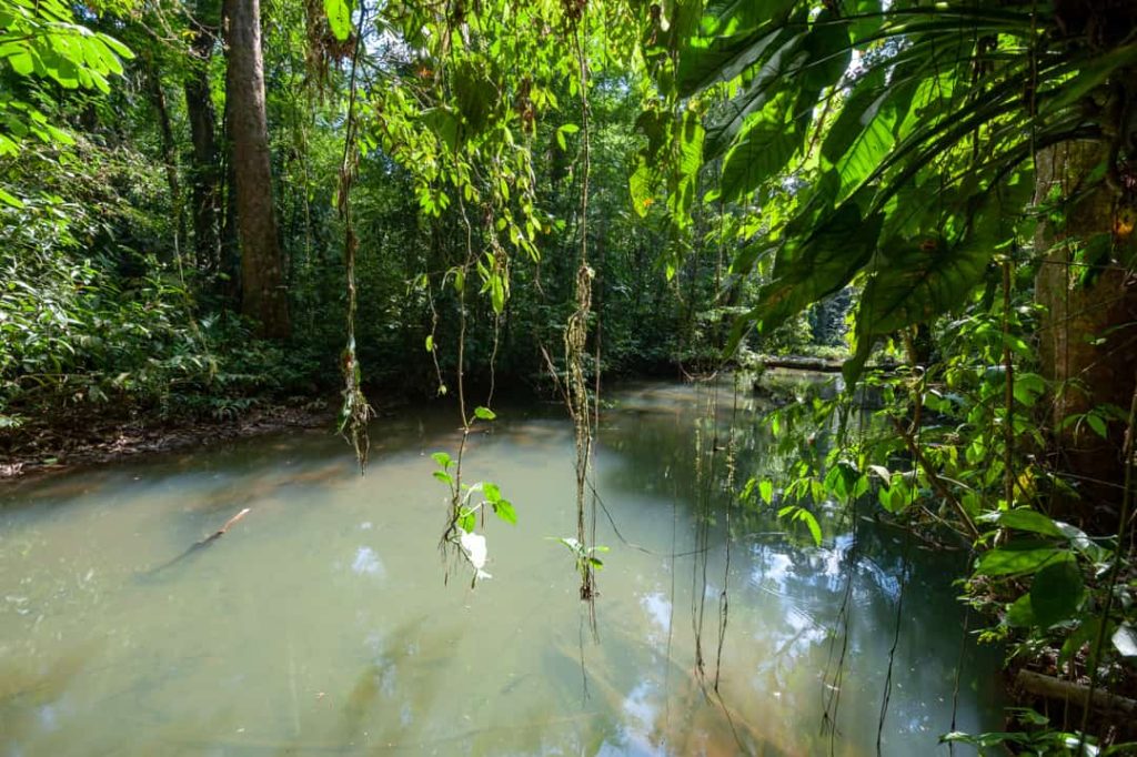Een stille lagune omgeven door dicht regenwoud met hangende lianen in Costa Rica