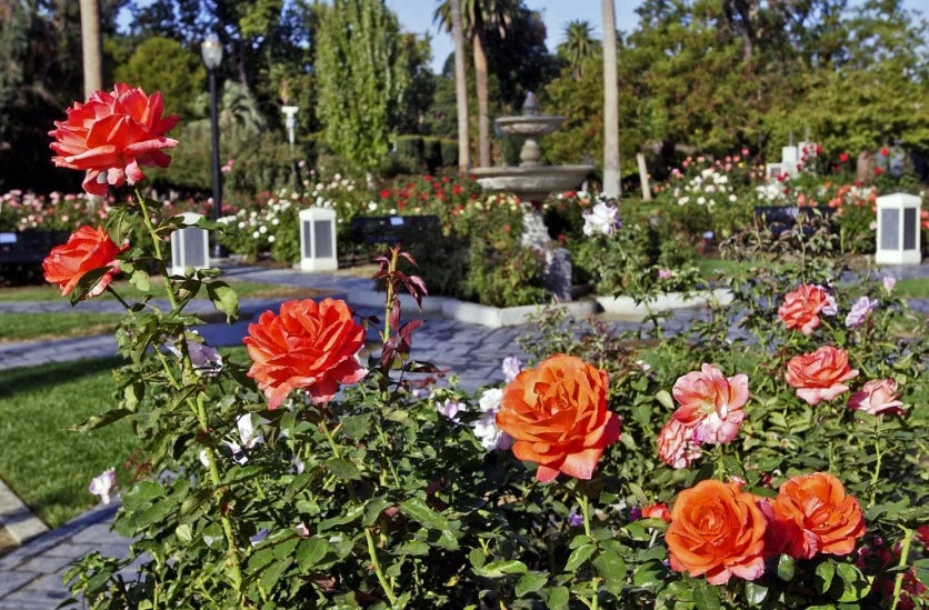 Kleurrijke rozenstruiken op de voorgrond met een stenen fontein en palmbomen in Capitol Park in Sacramento