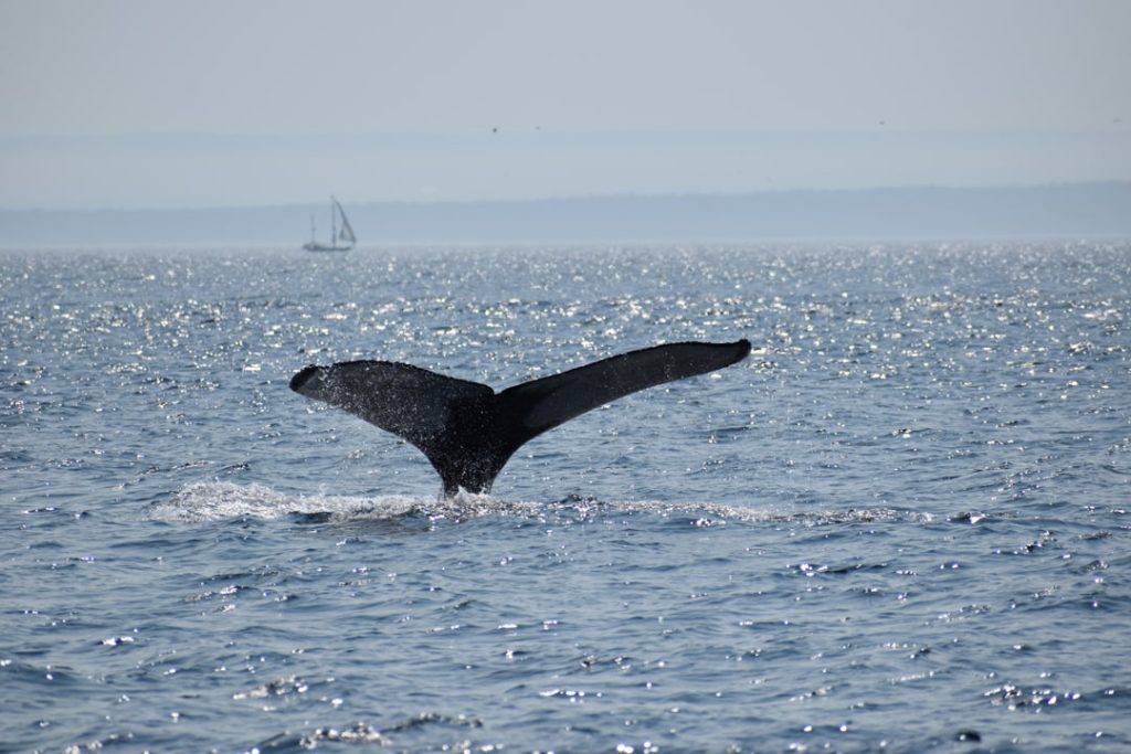 Zwarte staartvin van een walvis steekt boven het wateroppervlak uit terwijl een zeilboot in de verte vaart