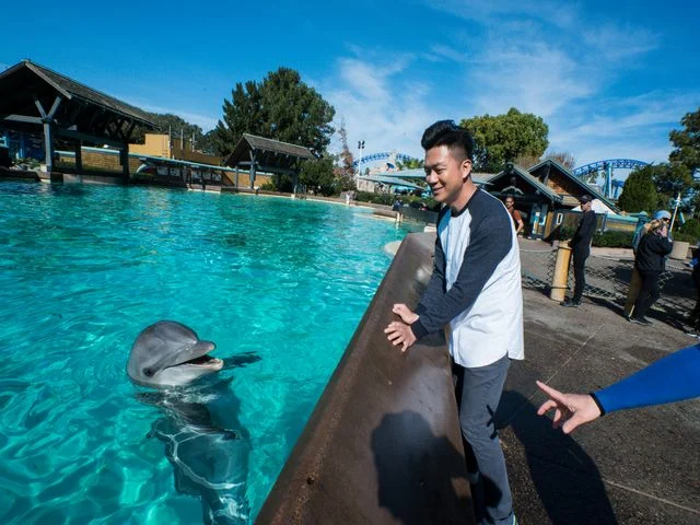 Bezoeker buigt zich over de rand van een bassin naar een dolfijn die met zijn kop boven water komt in SeaWorld