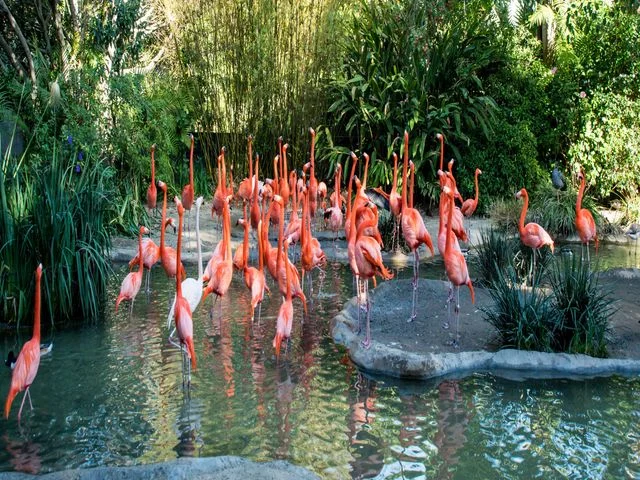 Groep roze flamingo's staat in ondiep water tussen groene beplanting in de dierentuin van San Diego