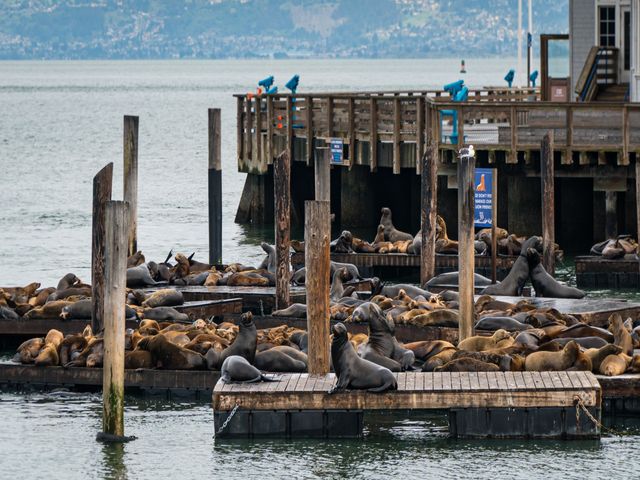 Groep zeeleeuwen ligt op houten vlotten in het water bij de pier, met een steiger en heuvels op de achtergrond in San Francisco