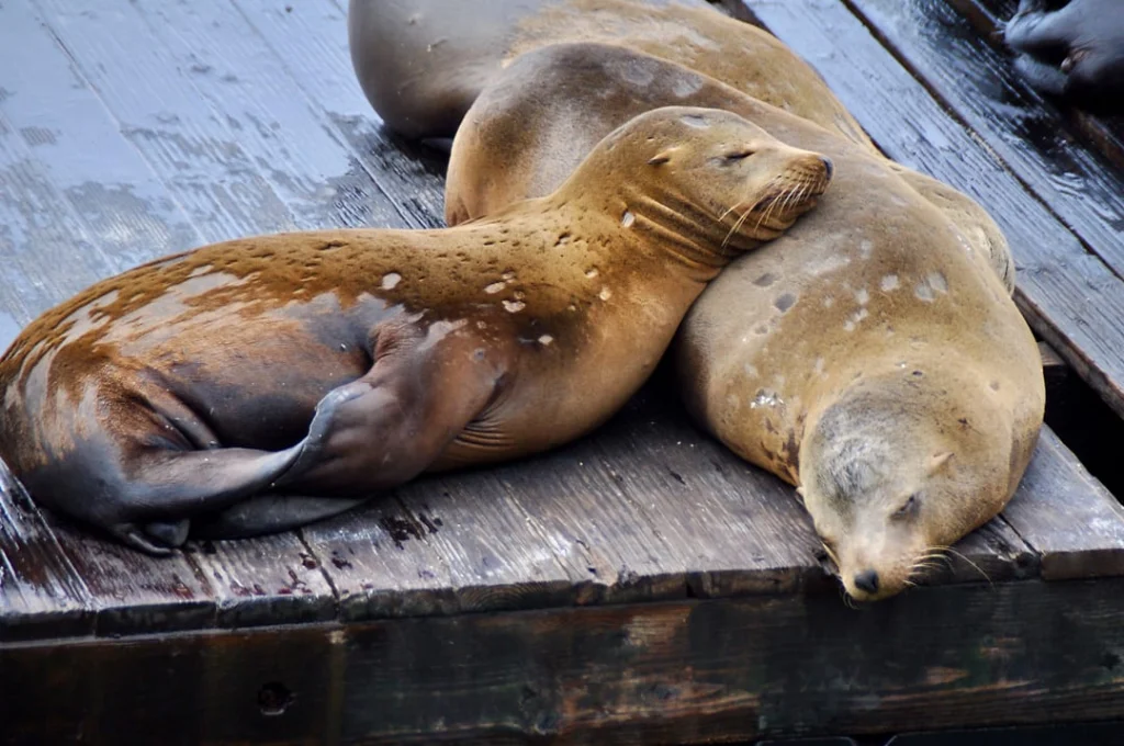 Twee zeeleeuwen liggen slaperig tegen elkaar aan op een houten steiger in San Francisco