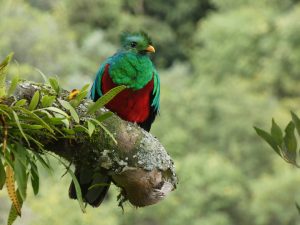 Mannetjesquetzal met felgroene en rode veren zit op een bemoste tak in het nevelwoud van San Gerardo de Dota in Costa Rica