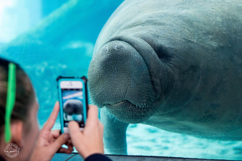Close-up van een grote lamantijn tegen het glas terwijl een bezoeker er een foto van maakt met haar telefoon
