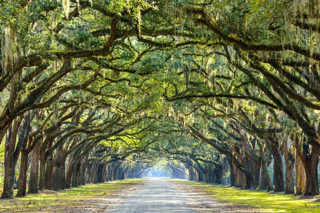 Onverharde laan omzoomd door eeuwenoude eikenbomen met hangend Spaans mos die een groene tunnel vormen bij Wormsloe nabij Savannah in Georgia