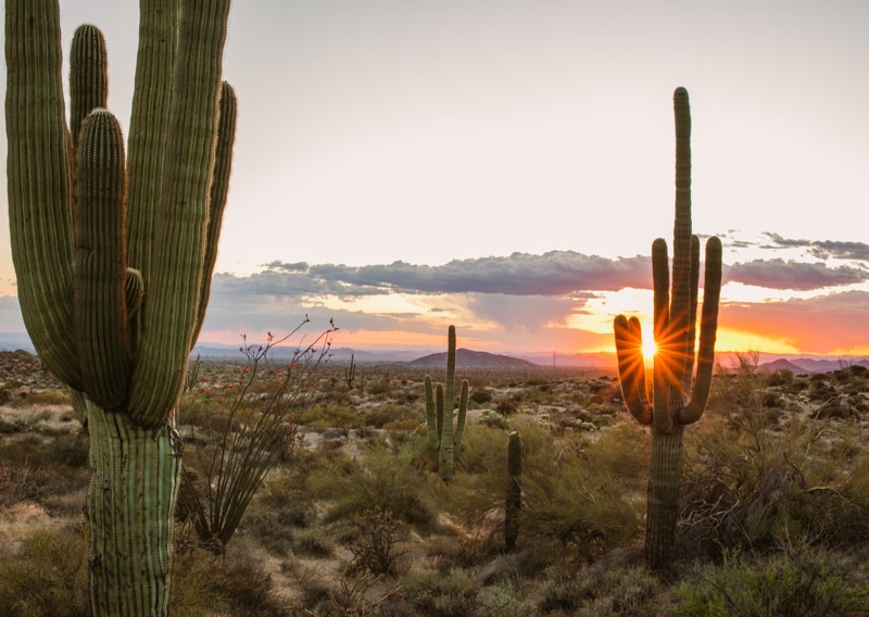 Hoge saguaro cactussen in silhouet tegen een oranje avondlucht, met de zon die tussen de armen van een cactus door schijnt