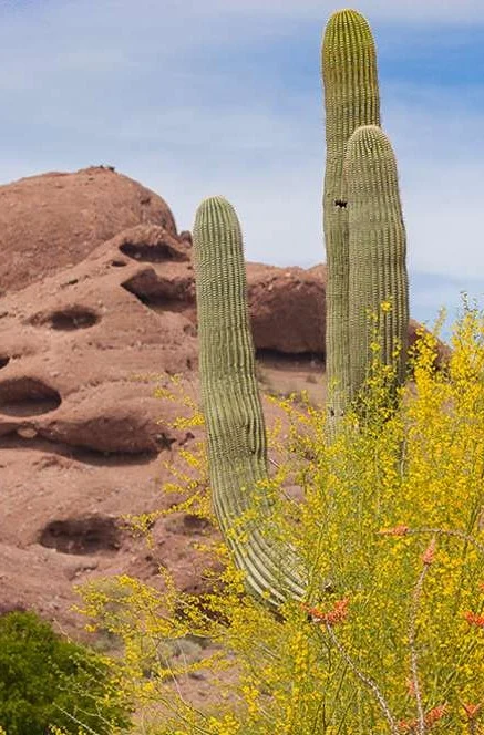 Twee hoge saguarocactussen naast een geel bloeiende struik met een verweerde, roodbruine rotsformatie met holtes op de achtergrond