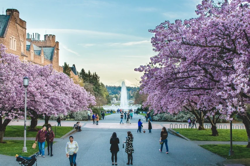 Bezoekers wandelen tussen bloeiende kersenbomen op een plein met fontein op de campus van de University of Washington in Seattle